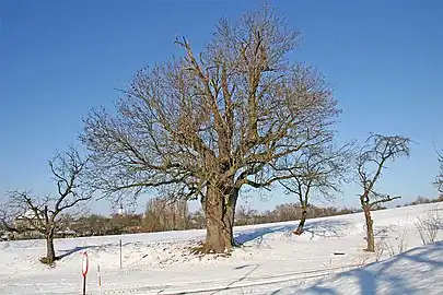 Arbre remarquable.