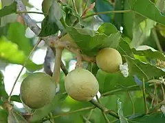 Fruits sur l'arbre.