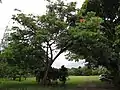Pied (et jeune feuillage rosé) de Carapa guianensis
