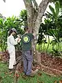Tronc de Carapa guianensis