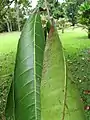 Détail de feuille de Carapa guianensis (base des folioles)