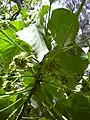 Feuilles et fleurs.