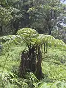 Cibotium menziesii.
