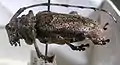 Lagocheirus funestus (Thomson, 1865)