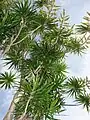 Inflorescences (Hawaii)