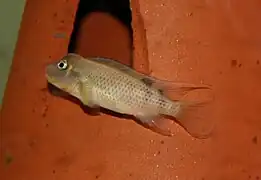 Steatocranus casuarius, femelle.