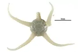 Stegophiura nodosa.