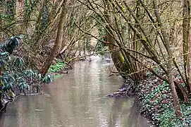 Ruisseau Steinbaechlein.