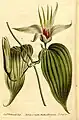Stemona tuberosa