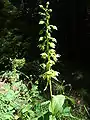 Épipactes à feuilles larges  à Müden.