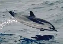 Stenella coeruleoalba