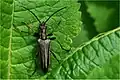 Stenocorus meridianus(Linné, 1758) ♀