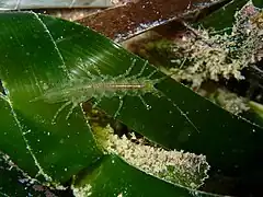 Stenosoma appendiculatum