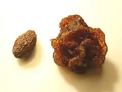 Fruit sec et fruit gonflé par trempage.