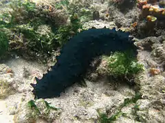 Stichopus chloronotus.