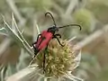 Stictoleptura cordigera (Fuesslins, 1775) ♂