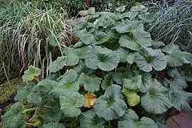 Azorella polaris