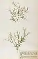 Stilophora tenella, planche de l'herbier des frères Crouan (Pierre-Louis et Hippolyte-Marie).