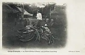Stock d'ivoire (c. 3&nbsp;000&nbsp;kg).