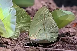 Rhabdodryas trite