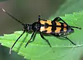 Leptura quadrifasciata Linné, 1758 ♀