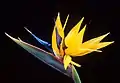 Strelitzia larger