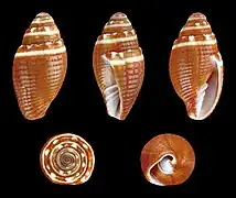 Mitra aurantia aurantia f. nanus