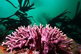 Stylaster californicus