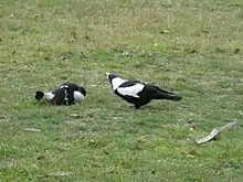 Un cassican en posture de soumission couché sur le dos, tête dirigée vers un adulte dominant, cou tendu et bec ouvert.