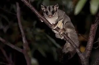 Petaurus breviceps (Petauridae)