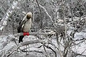 Fou à pieds rouges (Sula sula) près de son nid sur l'île de Genovesa.