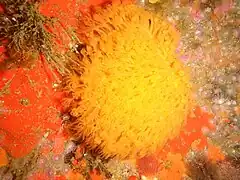 Malacacanthus capensis