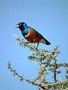 Lamprotornis superbus