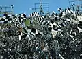 Ultras Bianconeri de la Juventus en 1973.