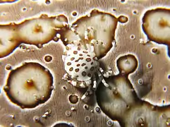 Lissocarcinus orbicularis