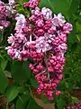Photo d'un lilas