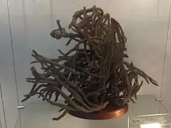 Callyspongia ramosa