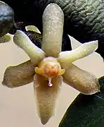 Tépales.