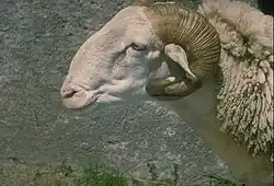 Image illustrative de l’article Tarasconnaise (race ovine)
