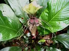 Tacca integrifolia: Détail de la fleur, réserve forestière de Bukit Nanas, Malaisie.
