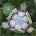 Fleur