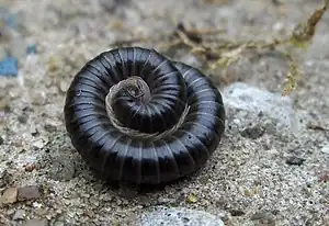 Tachypodoiulus niger, un diplopode.