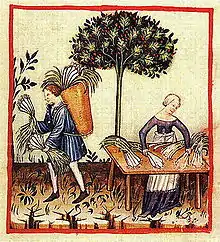 Dessin du XIVe&nbsp;siècle tiré d'un « Tacuinum sanitatis » : un homme et une femme s'occupent d'une récolte de poireaux.