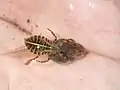 Prédation d'un juvénile de Kirkaldyia deyrollei sur un têtard.