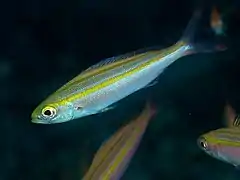 Pterocaesio digramma.