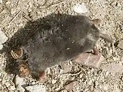 Talpa occidentalis