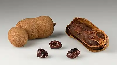 Fruits d'un tamarinier en Thaïlande en Février 2022.