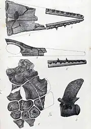 Croquis des divers fossiles du squelette de Taniwhasaurus oweni.