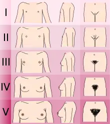 Échelle de Tanner - femmes.