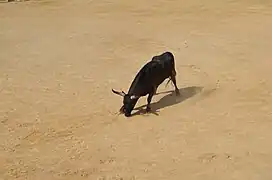 Taureau de la manade Nicollin, lors d'une course.